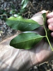 Toechima tenax