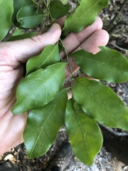 Toechima tenax