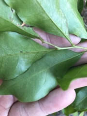 Toechima tenax