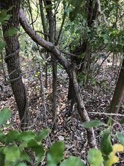 Toechima tenax