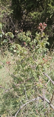 Rosa abyssinica