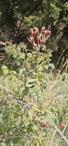 Rosa abyssinica, photograph 2