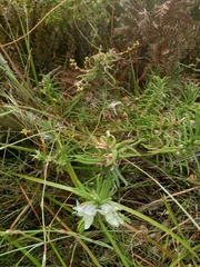 Chloanthes stoechadis