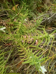 Chloanthes stoechadis