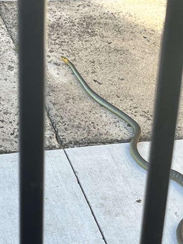 Common Tree Snake sighting