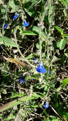 Salvia monantha