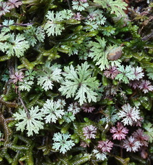 Hydrocotyle dissecta