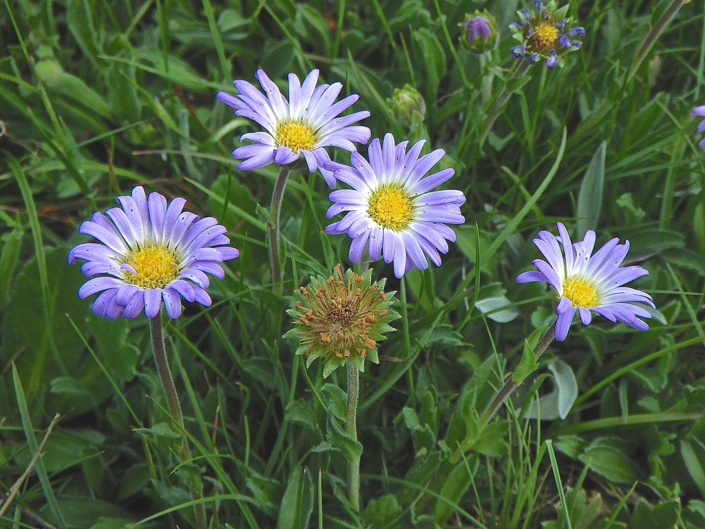 burr-daisy