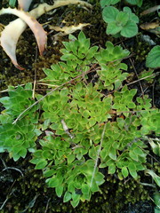 Craterostigma wilmsii