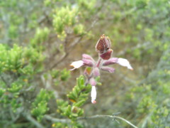 Syncolostemon albiflorus