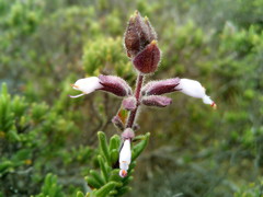 Syncolostemon albiflorus