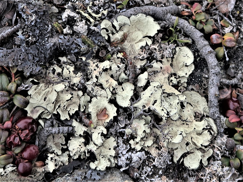 Ground Rag Lichens