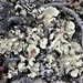 Arctic Rag Lichen - Photo (c) troy_mcmullin, some rights reserved (CC BY-NC), uploaded by troy_mcmullin