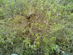 Syncolostemon albiflorus