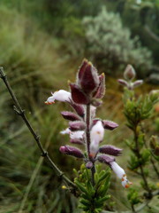 Syncolostemon albiflorus