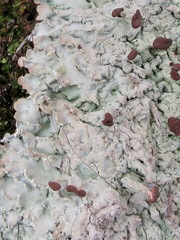 Baeomyces placophyllus