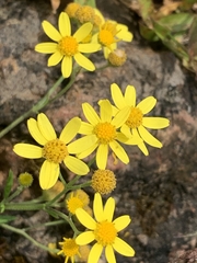 Senecio bombayensis