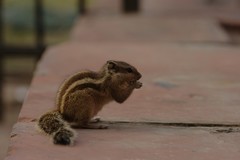 Funambulus pennantii