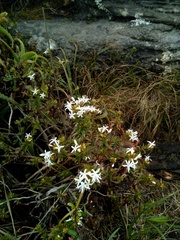 Otiophora cupheoides