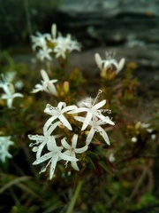 Otiophora cupheoides
