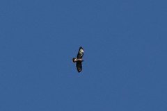Buteo buteo rothschildi