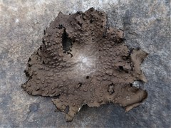 Lasallia pensylvanica