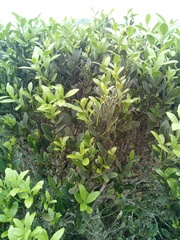 Robsonodendron eucleiforme