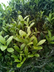 Robsonodendron eucleiforme