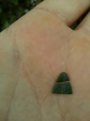 Robsonodendron eucleiforme