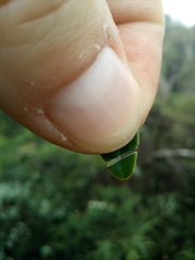 Robsonodendron eucleiforme