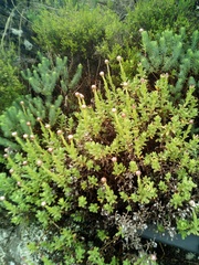 Helichrysum mariepscopicum
