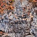 Ochrolechia grimmiae - Photo (c) troy_mcmullin, algunos derechos reservados (CC BY-NC), subido por troy_mcmullin