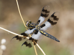 Plathemis subornata