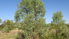 Eucalyptus coolabah