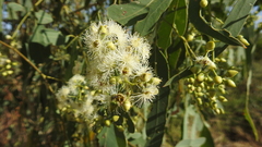 Eucalyptus coolabah