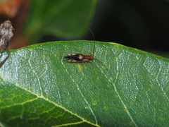 Caeciliusidae