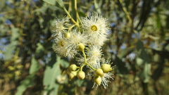 Eucalyptus coolabah