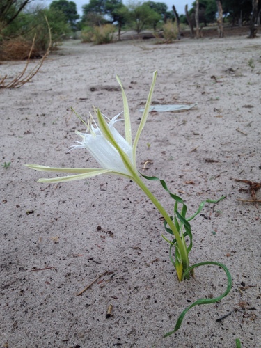 Pancratium tenuifolium (Pancratium tenuifolium)