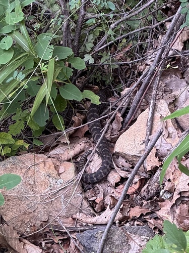 Photo of a Gobi pitviper (Gloydius stejnegeri)