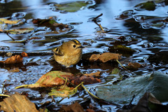 Regulus regulus azoricus