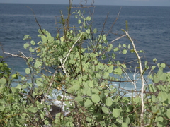 Lycium boerhaviifolium