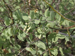 Lycium boerhaviifolium