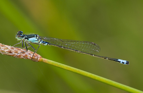 Plains Forktail