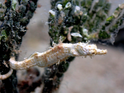 Acentronura breviperula Fraser-Brunner & Whitley, 1949