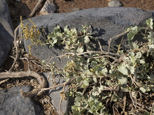 salt sage (Atriplex peruviana)