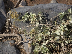 Atriplex peruviana