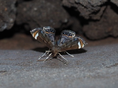 Eugauria albidentata