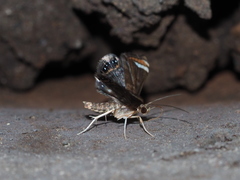 Eugauria albidentata