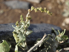 Atriplex peruviana