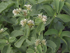 Alternanthera echinocephala
